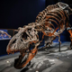 Illustration for article titled Extremely metal scientists name new species of tyrannosaur the reaper of death
